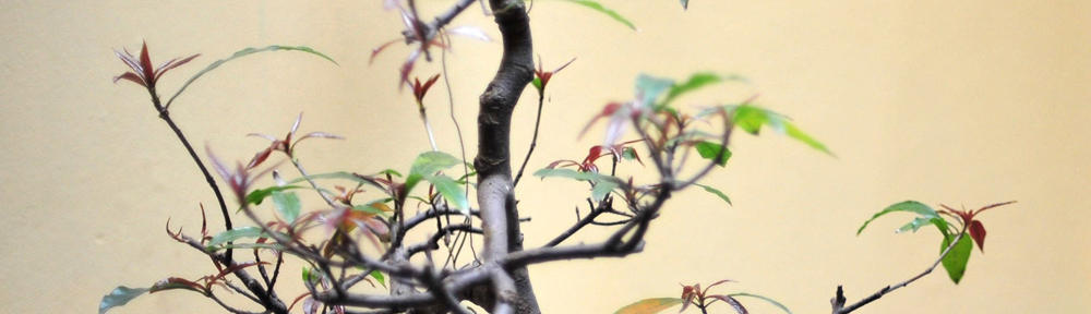 Ninja monkeys in the bush